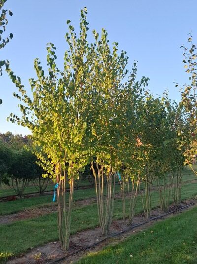 Judasblatt / Kuchenbaum / Katsurabaum / Cercidiphyllum japonicum
