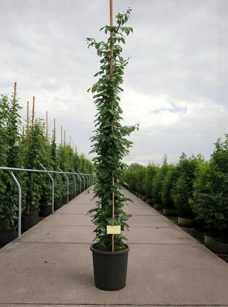 Rosa 'Climbing Snow Princess' / Kletterrose 'Climbing Snow Princess' 175-200 cm C10, hoher kletternder Rosenstock im Topf am Stab