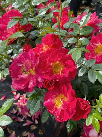 Rosa 'Bienenweide Hellrot' (Bodendeckerrose) mit hellroten, halbgefüllten Blüten und gelber Mitte, grünes Laub.