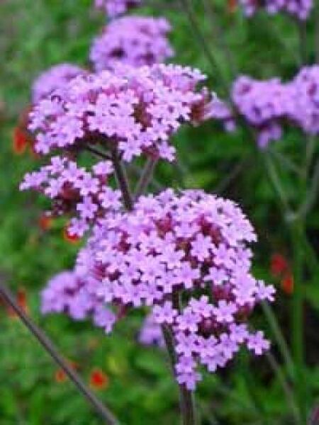 Verbena bonariensis / Eisenkraut / Patagonisches Eisenkraut
