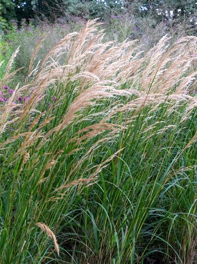Silberährengras - Achnatherum calamagrostis