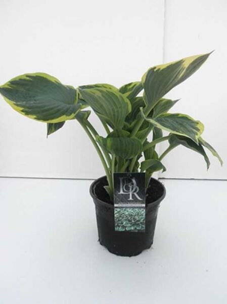 Graublättrige Goldrand-Garten-Funkie 'Aureomarginata' (Hosta fortunei) im Topf C3, graugrüne Blätter mit gelbem Rand