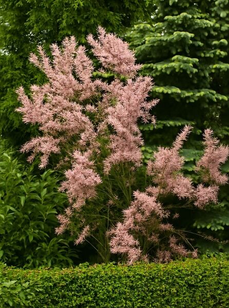 Tamarix tetrandra (Viermännige Tamariske) mit rosafarbenen, fedrigen Blütenrispen am Strauch im Garten.