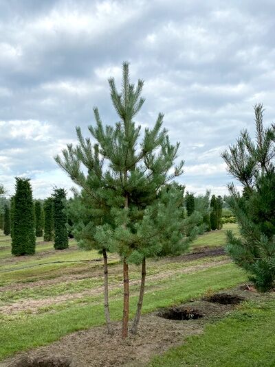 Pinus sylvestris, Gewöhnliche Kiefer (Wald-Kiefer) mehrstämmig, ca. 250–300 cm, mit mehreren Stämmen und grünen Nadeln.