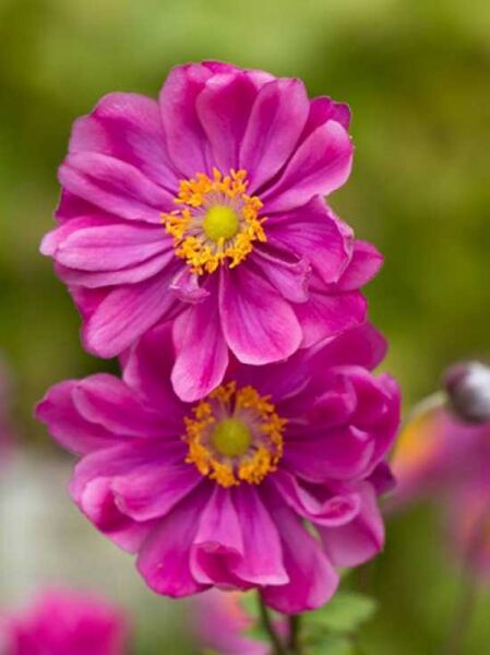 Herbst-Anemone 'Rotkäppchen' / Herbst-Anemone 'Rotkäppchen'