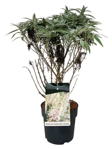 Zwerg-Sommerflieder / Zwerg-Schmetterlingsflieder 'Butterfly Candy ® 'Little White' / Buddleja davidii 'Butterfly Candy ® 'Little White'