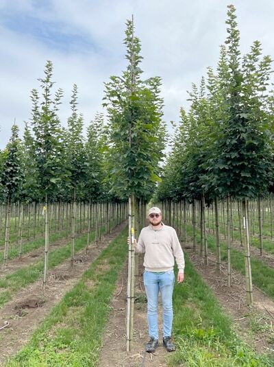 Spitz-Ahorn (Acer platanoides) 'Emerald Queen' Hochstamm 12-14 StU mit durchgehendem Leittrieb und grünen Blättern
