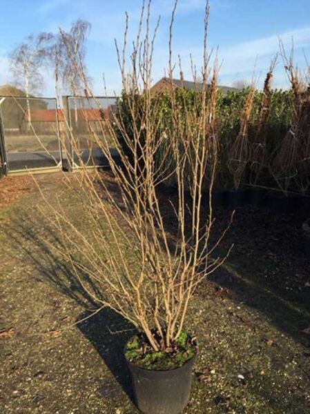 Cotoneaster lucidus (Zwergmispel) 100–125 cm im C12-Container, mehrstämmiger Strauch mit aufrechten, unbelaubten Trieben