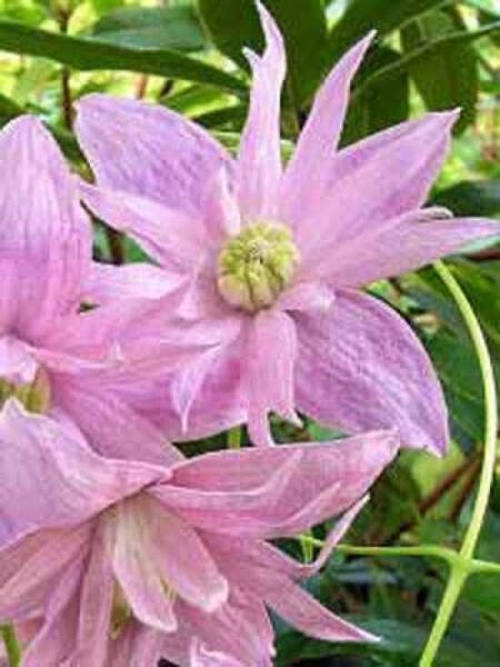 Clematis macropetala 'Markham's Pink' / Akelei-Waldrebe 'Markham's Pink'