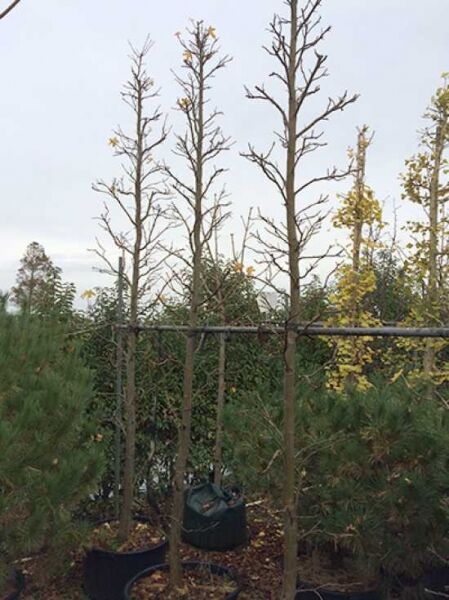 Amerikanischer Amberbaum 'Silver King' / Liquidambar styraciflua 'Silver King'