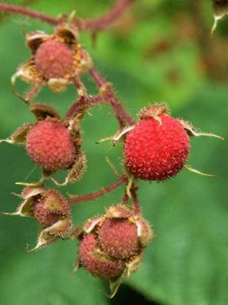 Rubus odoratus / Zimt-Himbeere, rote Beeren an behaarten Fruchtständen am Zweig in Nahaufnahme