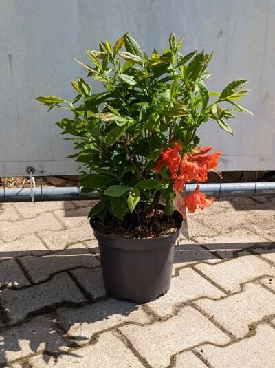 Laubabwerfende Azalee „Gibraltar“ (Azalea luteum 'Gibraltar', Knap-Hill), 40-50 cm C5 im Topf, grünes Laub, orange Blüten.