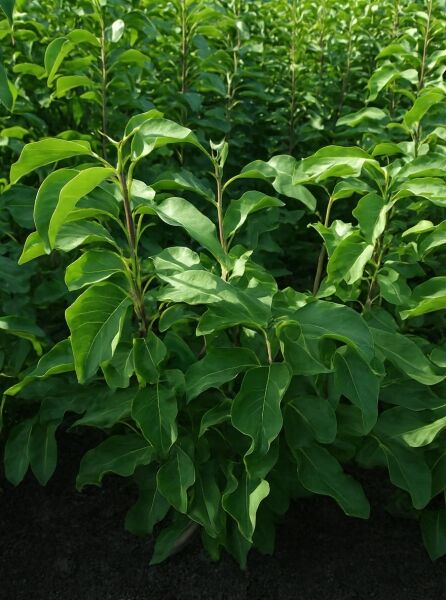 Magnolia 'Sunrise ®' / Magnolie 'Sunrise ®' 100-125 cm m. B., junge Pflanze mit aufrechten Trieben und grünen Blättern