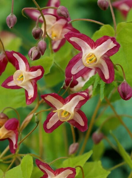 Rote Elfenblume  / Rote Elfenblume 