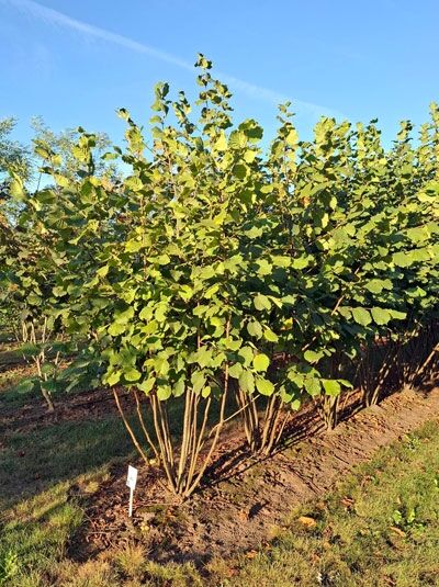 Gewöhnliche Hasel / Haselnuss - Corylus avellana