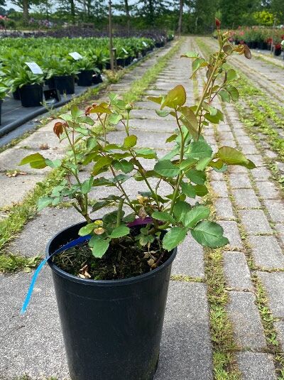 Rosa 'Salma Es-Said'® / Kletterrose 'Salma Es-Said'® C5 im Topf mit grünen Blättern und jungen Trieben