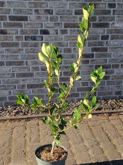 Crataegus lavallei 'Carrierei' (Weißdorn/Apfeldorn) 60-100 cm C5, junger Strauch im schwarzen Topf mit grünen Blättern