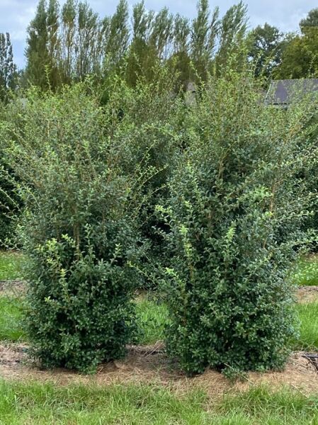 Frühlings-Duftblüte (Osmanthus burkwoodii) 200-250 cm m. Db., immergrüner Solitärstrauch mit dichtem, dunkelgrünem Laub.