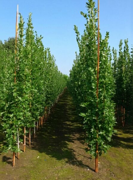 Quercus palustris 'Green Pillar' – Säulen-Sumpfeiche 'Green Pillar', Heister 8–10 STU, m. B., schlanker Säulenbaum im Feldbestand