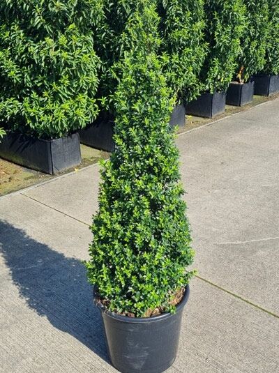 Buchsblättrige Japanische Hülse (Ilex crenata) 'Dark Green' Kegel, immergrünes Formgehölz im Pflanztopf.