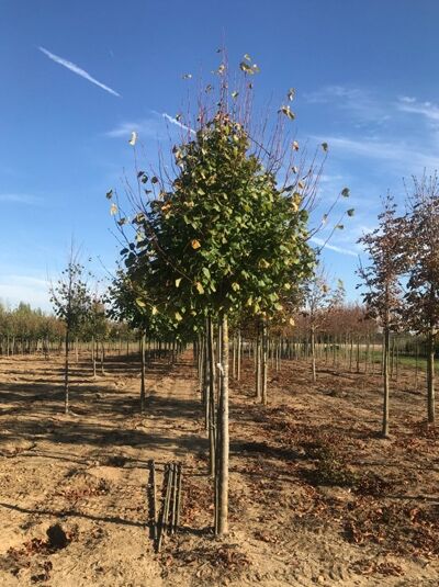 Tilia europaea 'Pallida' / Kaiser-Linde