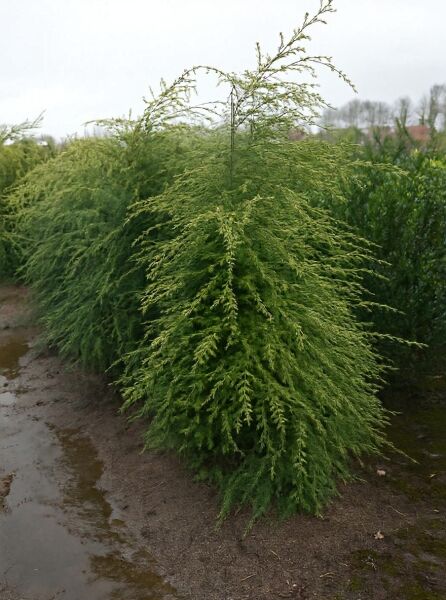 Tsuga canadensis / Kanadische Hemlocktanne, 200-250 cm m. Db., immergrüner Nadelbaum mit überhängenden Zweigen und feinen Nadeln