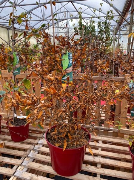 Kleine farnblättrige Buche 'Sandrode' / Kleine farnblättrige Buche 'Sandrode'