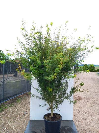 Acer palmatum 'Seiryu' – Japanischer Ahorn im Topf, mehrstämmiger Wuchs mit feinem, grünem Laub, 200–250 cm C50