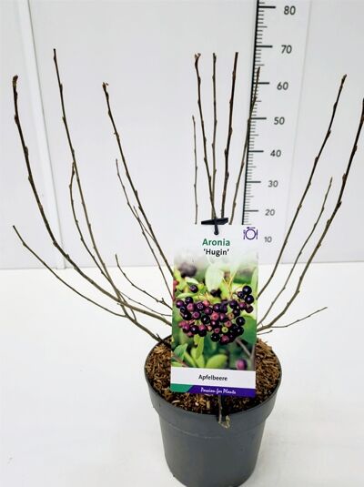 Apfelbeere 'Hugin' - Aronia melanocarpa 'Hugin'