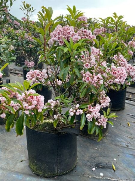 Kalmia latifolia 'Bumblebee' (Lorbeerrose/Berglorbeer) Solitär 50–60 cm im Topf, mit rosa Blüten und grünen Blättern