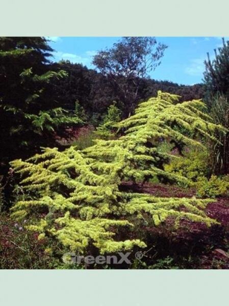 Gelbe Atlas-Zeder / Cedrus libani 'Atlantica Aurea'