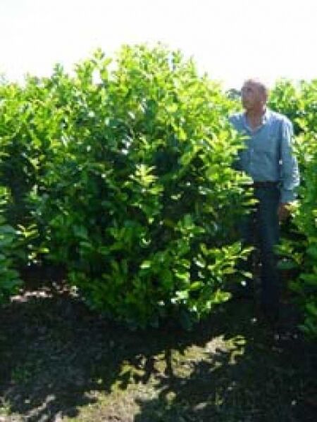 Prunus laurocerasus 'Rotundifolia' / Kirschlorbeer 'Rotundifolia', großblättriger Solitär im Feld, 175–200 cm mit Drahtballen
