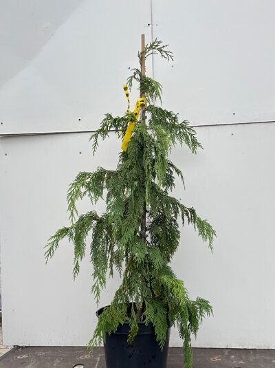 Hänge-Nootkazypresse / Mähnenzypresse - Chamaecyparis nootkatensis 'Pendula'