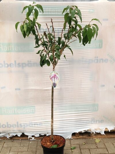 Prunus serrulata 'Kiku-Shidare' Hängende Nelken-Kirsche, Hänge-Zierkirsche 110 cm Stamm im Topf, belaubter Baumstamm