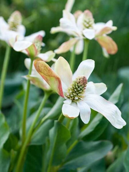 Eidechsenschwanz / Eidechsenschwanz