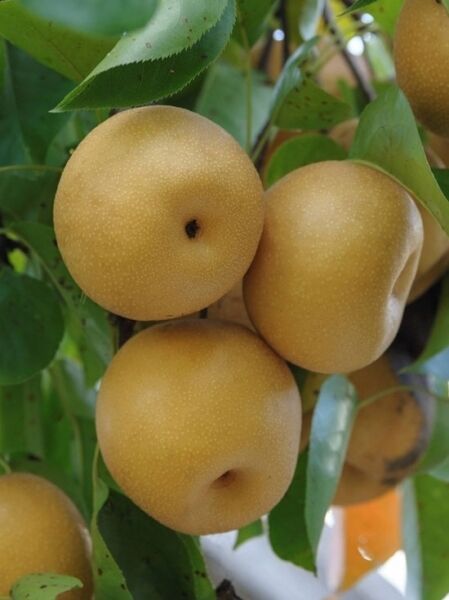 Birne Nashi &#039;Hosui&#039; / Pyrus pyrifolia &#039;Hosui&#039;