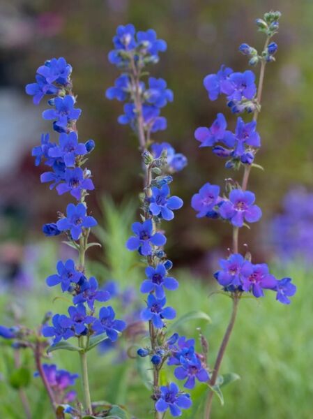 Tiger Bartfaden / Penstemon mensarum