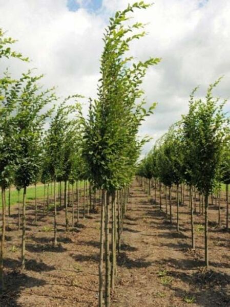 Carpinus betulus 'Fastigiata' (Säulen-Hainbuche) als Hochstamm mit schmaler, aufrechter Krone in Baumschulreihe.