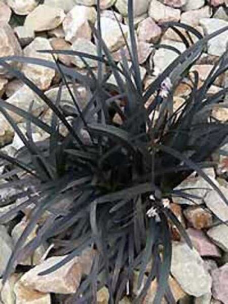 Schwarzer Schlangenbart / Dunkelblättriger Garten-Schlangenbart 'Nigrescens' / Ophiopogon planiscapus 'Nigrescens'