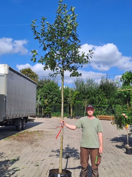 Malus 'Evereste' / Zierapfel 'Evereste' Hochstamm 12-14 StU im Container, Baum mit geradem Stamm und verzweigter Krone mit grünen Blättern.