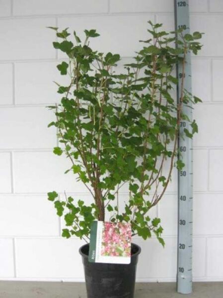 Blut-Johannisbeere 'King Edward VII' / Ribes sanguineum 'King Edward VII'
