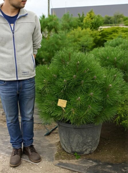 Pinus nigra 'Nana' (Zwerg-Schwarzkiefer), kompakter Kugelstrauch mit dichten grünen Nadeln, 60–80 cm breit, C50 Container