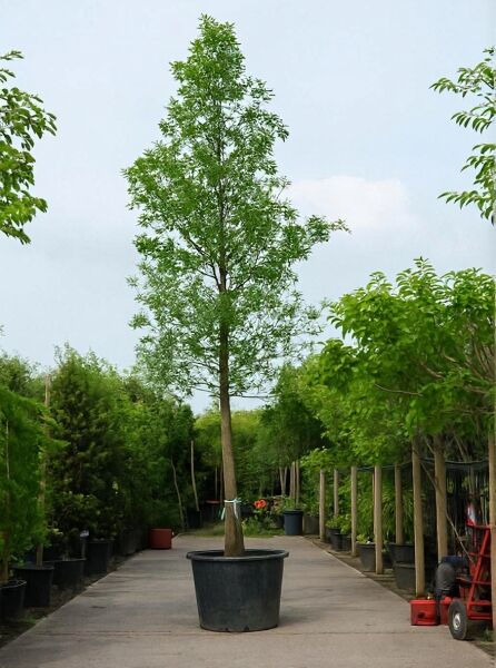 Quercus palustris (Sumpf-Eiche) Hochstamm 30-35 StU im Container, schlanker Stamm mit grünem Laubbaumkronenaufbau.