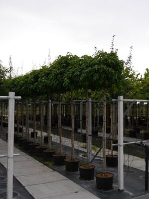 Amberbaum / Liquidambar günstig in TopBaumschulqualität kaufen