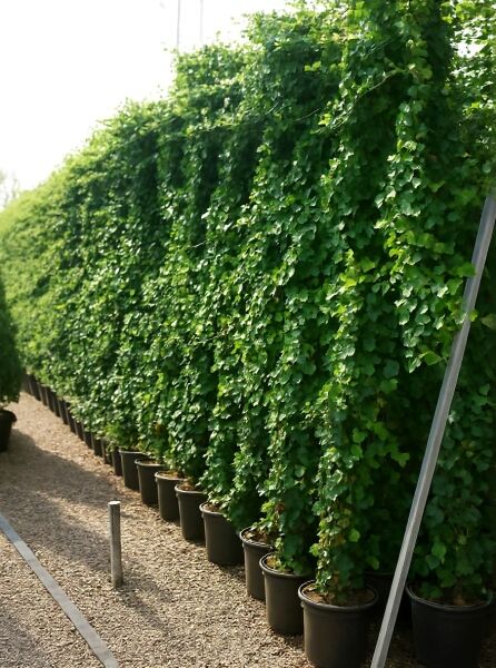 Irischer Efeu (Hedera hibernica / Hedera helix 'Hibernica') 250–300 cm im C20-Topf, dichtes grünes Laub an Rankhilfe.