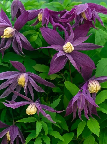 Waldrebe Clematis 'Jan Lindmark' (Clematis) mit violetten, sternförmigen Blüten und gelblichem Zentrum zwischen grünem Laub.