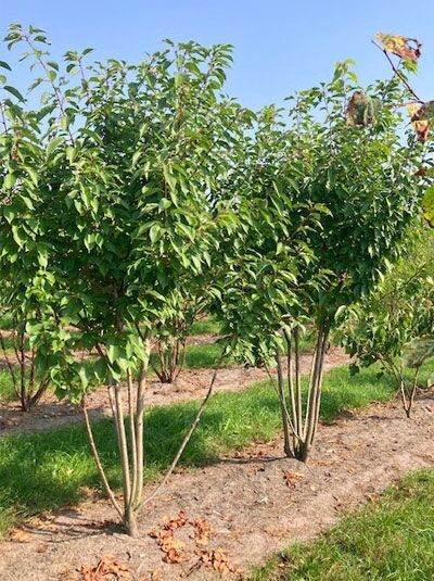 Prunus serrulata 'Kanzan' – Japanische Nelken-Kirsche 'Kanzan', mehrstämmig, 250-300 cm, mit dichtem grünen Laub.