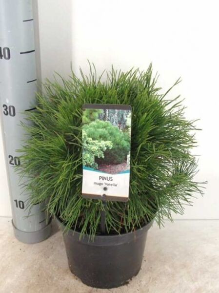 Pinus mugo 'Varella' / kompakte Kugelkiefer