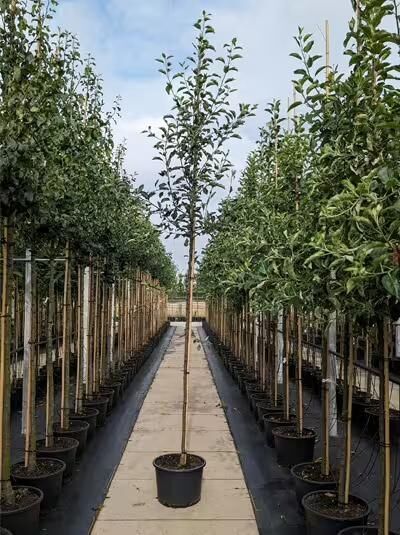 Apfel 'Gelber Boskoop' (Malus domestica 'Gelber Boskoop') Hochstamm im Container mit Stützpfahl, in Baumschulreihe.