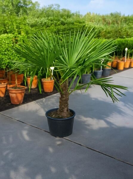 Trachycarpus fortunei / Chinesische Hanfpalme mit 50 cm Stamm, im C40-Topf, fächerförmige grüne Wedel